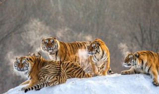 属虎的几月出生最好命 属虎什么月份出世好