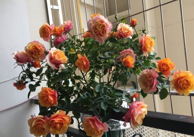 艾帕索阳台月季优缺点 艾帕索与果汁阳台月季哪个好