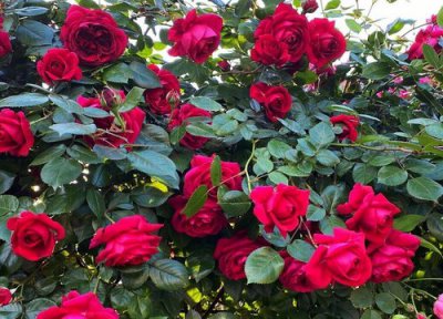 月季开花期要怎么养护 月季开花期间怎么养护