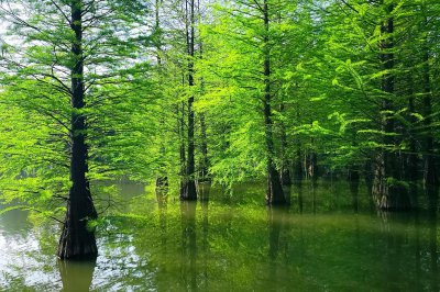 我国珍稀植物有哪些 中国十大珍贵植物排名