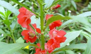 凤仙花的茎泡酒的制作过程 凤仙花的茎怎么泡酒