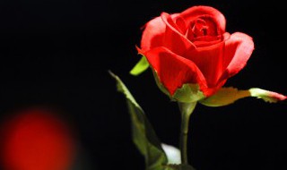 玫瑰如何储存保鲜 玫瑰怎么储存保鲜