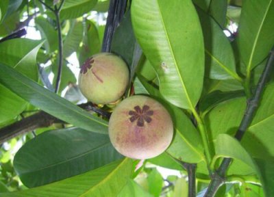 山竹长在土里还是树上的 山竹到底生长在哪个地方