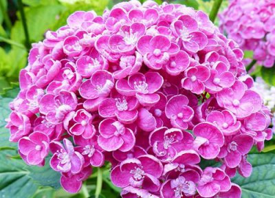 绣球耐寒最低温度是多少 绣球花冬天怎么过冬