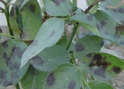 花卉叶斑病图片 室内养殖花卉遇到叶斑教你正确处理