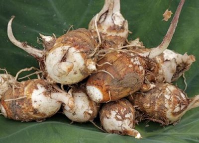 芋艿什么时候成熟 成熟期是几月份