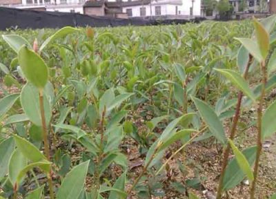 油茶苗什么时候栽最好 几月份下种最佳