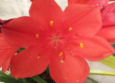 紫根兰花期时间 紫根兰花期是什么时候