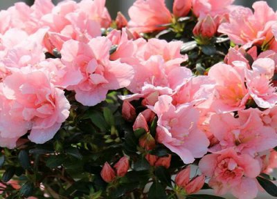 杜鹃花修剪方法 杜鹃花怎样修剪