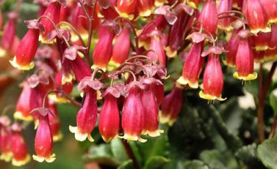 长寿花花期有多长时间 长寿花开花后怎么养护方法