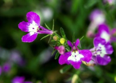 翠蝶花播种适合时间 翠蝶花什么时候播种好