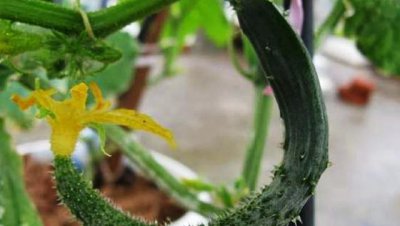 种植的黄瓜弯曲是什么原因 黄瓜生长弯曲处理和解决方法
