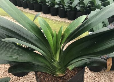 君子兰缓苗要多久 新买的君子兰如何缓苗恢复长势更快