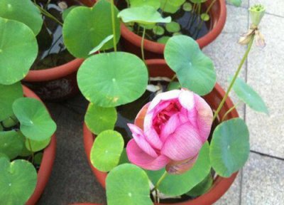 水培一叶莲叶子发黄怎么回事 水培碗莲叶片反复发黄还小片如何解决