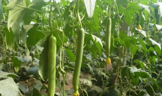 丝瓜适合什么季节播种 丝瓜适合哪个季节播种