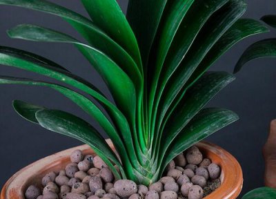 君子兰冬天可以换盆土吗 冬季怎样给君子兰换盆换土