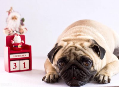 狗狗倒吸气是怎么回事 狗狗总是倒吸气到底是什么原因