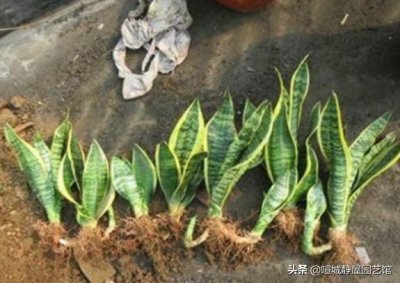 虎皮兰什么时候分盆最好 虎皮兰什么季节分盆移栽最好