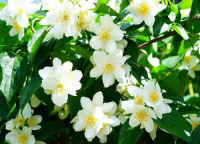 茉莉花如何爆花 茉莉花怎么养爆花