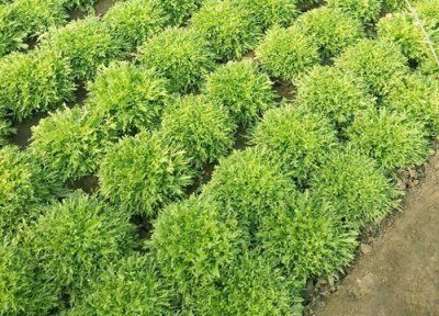 苦苣菜如何种植 苦苣菜种植时间和方法