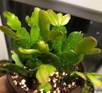 蟹爪兰如何扦插生根快 蟹爪兰扦插方法与步骤图解