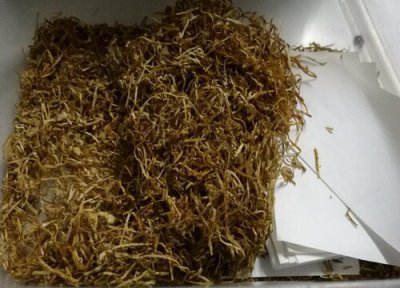 烟丝泡水浇花可杀虫吗 吸过的烟头泡水浇花能杀死虫子吗