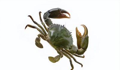 青蟹是淡水还是海水蟹 青蟹是梭子蟹的一种吗