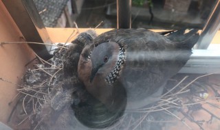 斑鸠一年繁殖几窝 斑鸠一年繁殖几次