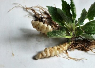 甘露类型与属性 甘露是什么植物类别