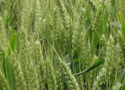 冬小麦和春小麦的区别是什么 春小麦和冬小麦的特征简介
