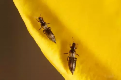 大葱防治蓟马用什么药 害虫蓟马用什么农药配方能杀死它