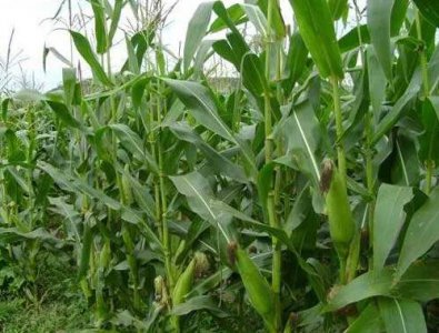 玉米使用什么叶面肥好 玉米喷施什么叶面肥效果最好