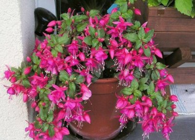 倒挂金钟的夏天养护 倒挂金钟如何养护轻松度夏