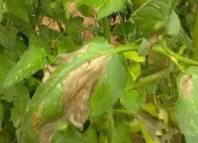 蔬菜种植中常见病害 蔬菜病虫害防治技术与方法措施