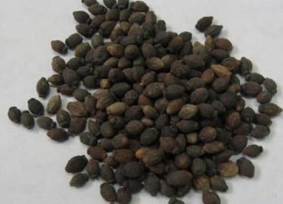 紫茉莉种子播种时间 紫茉莉种子什么时候播种最好