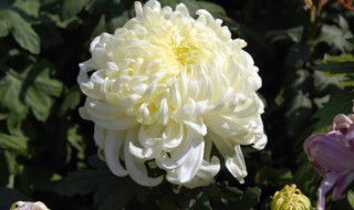 绣线菊适合什么地方种植 绣线菊适合种在哪里