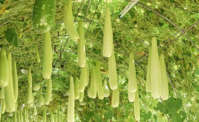 葫芦什么时候开始育苗最好 葫芦播种时间及上架管理技术