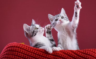 美短有哪些品种 美短猫常见的7种颜色种类名称及图片