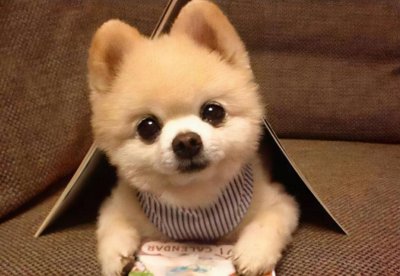 博美狗狗怎么训练才听话不乱叫 博美犬几岁开始训练合适