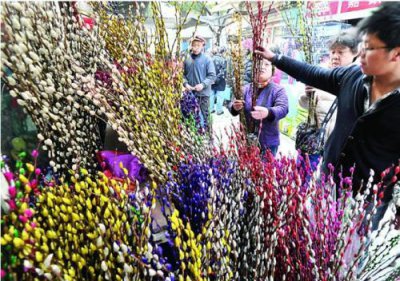 银柳是真花还是假花 银柳的养护方法和注意事项介绍