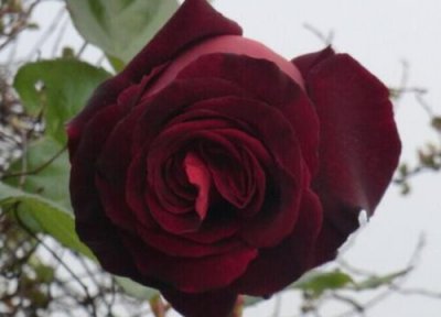 黑巴克月季优点 黑巴克月季的优缺点