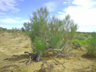 梭梭是什么植物 生长在荒漠的梭梭树生长习性以及作用
