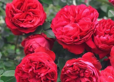 月季花土壤要求 月季花土配制方法