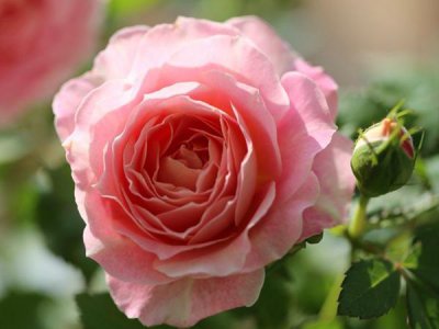 粉色月季品种有哪 推荐8种粉色系的月季品种名称及图片