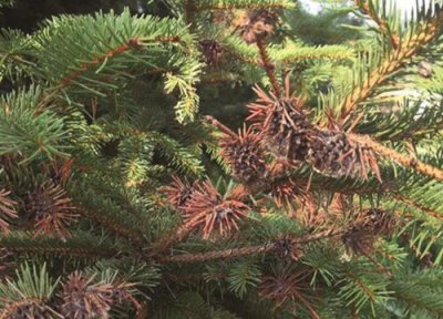 云杉种植中常见病害 云杉病虫害防治技术与方法措施