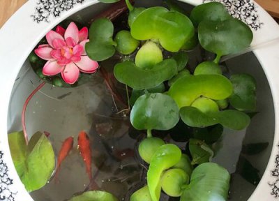 水芙蓉开花吗 开的花是什么样子的