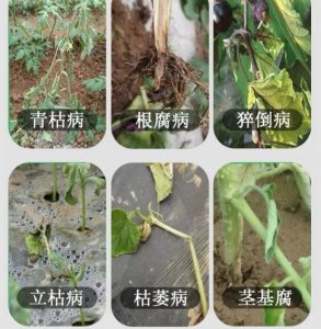 青枯病和根腐病的区别 预防根腐病和青枯病用什么药