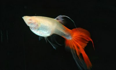 凤尾鱼小崽怎么养活长得快 刚生下来小凤尾鱼正确喂养方法