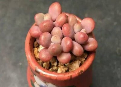 晚上3到4度多肉在外面可以吗 温度低到几度就要搬进屋