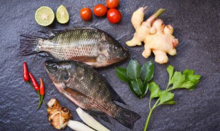 河鱼怎么保鲜 河鱼如何保鲜